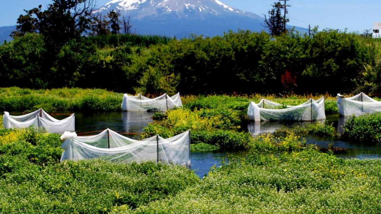 With Mount Shasta in the background, a series of enclosures contain juvenile coho salmon as part of a UC Davis experiment in the Shasta River Basin. (Rob Lusardi/UC Davis)