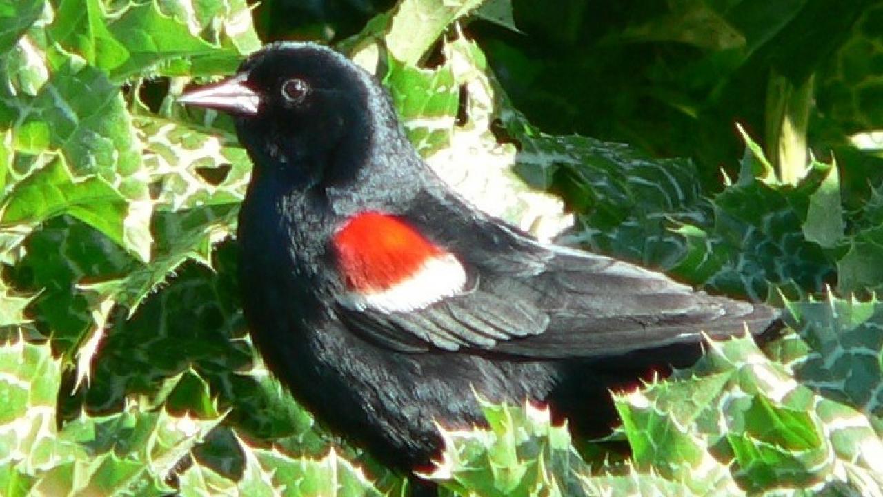 Tricolored Blackbird.