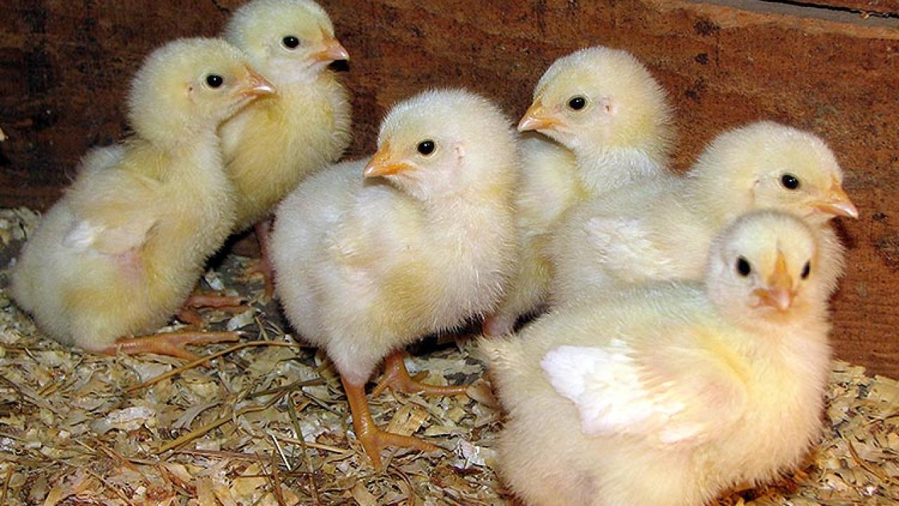When a gene mutation interferes with the normal structure and function of the cilia, it sets off a chain reaction of molecular miscues that result in physical abnormalities, in chickens or in people. (Photo Credit: Earthdirt | http://bit.ly/1w3OfHs )