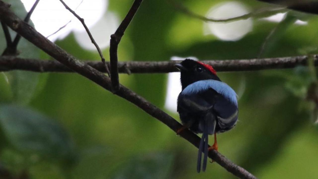 The long-tailed manakin is one of the most beloved birds in Costa Rica. (Alejandra Echeverri).