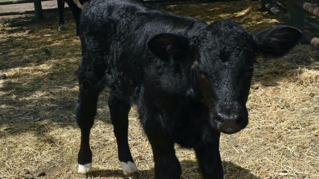 Cosmo, a 110-pound bull calf was born in April of 2020 at UC Davis. Scientists successfully genome-edited him as an embryo to produce more male offspring. (Alison Van Eenennaam/UC Davis)