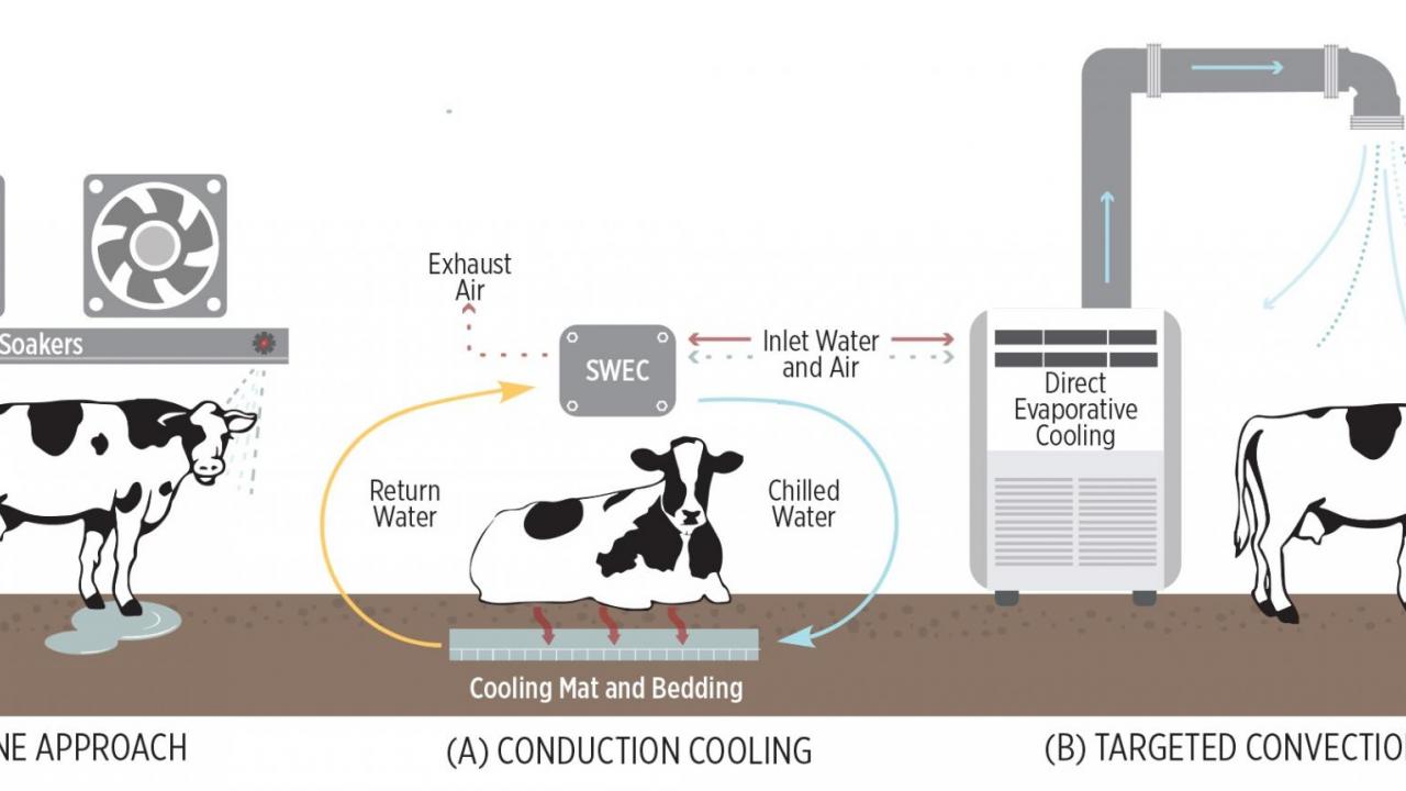 Infographic: Cow Cooling Approaches