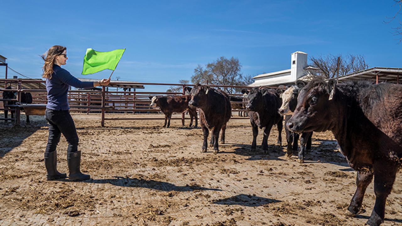 Professor Kristina Horback tests whether props like colorful flags can help assess cattle personality traits like boldness.