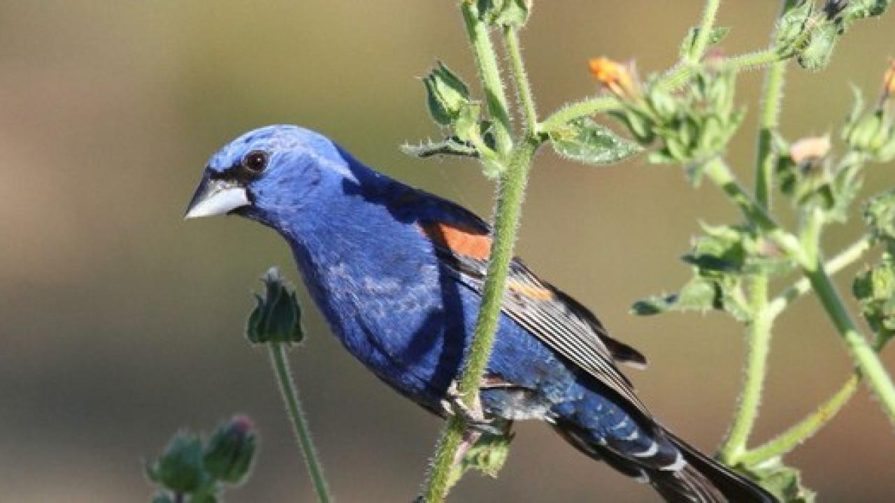 Blue grosbeaks, such as this adult male, are neotropical migrants. They winter in Central America and return each spring to nest on the lower reaches of the creek. (Andrew Engilis, Jr./ UC Davis Museum of Wildlife and Fish Biology)