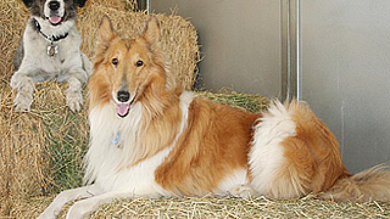 The prevalence of genetic disorders among purebred and mixed-breed dogs depends on the specific condition, according to the study. (Anita Oberbauer/courtesy photo)