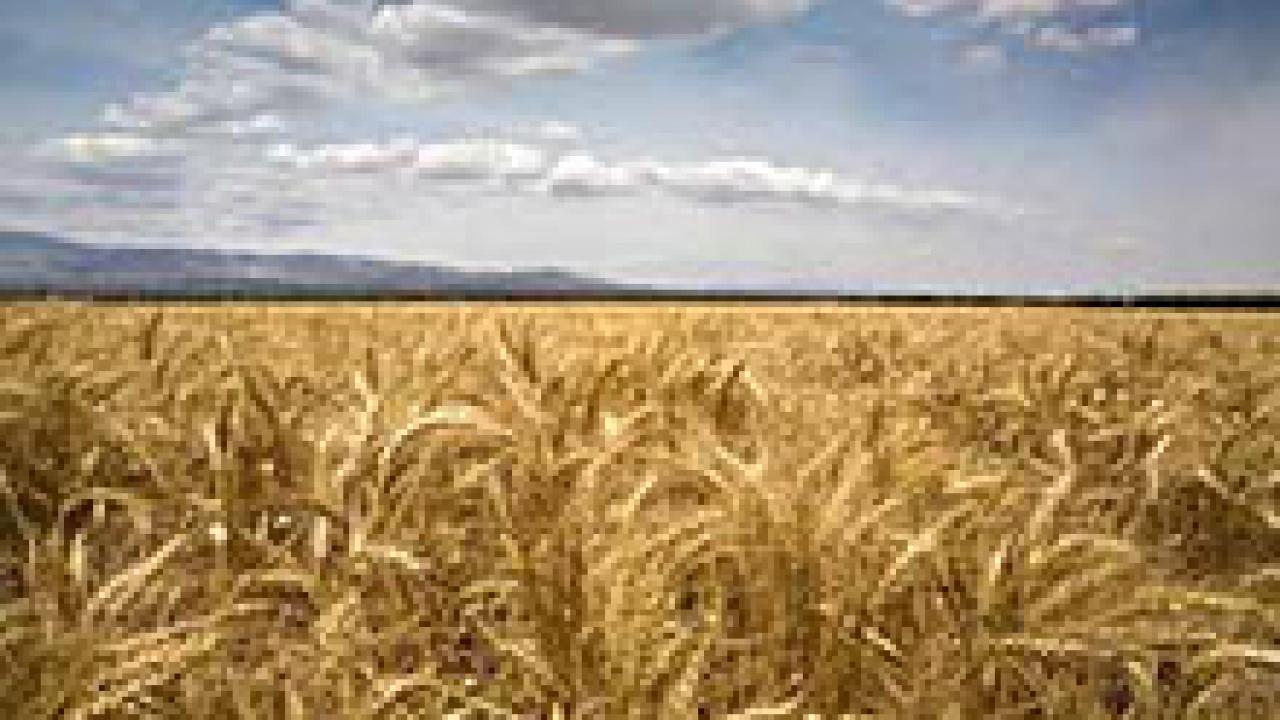 The project will sequence the genome of a wild wheat relative responsible for the bread-making quality found in wheat.