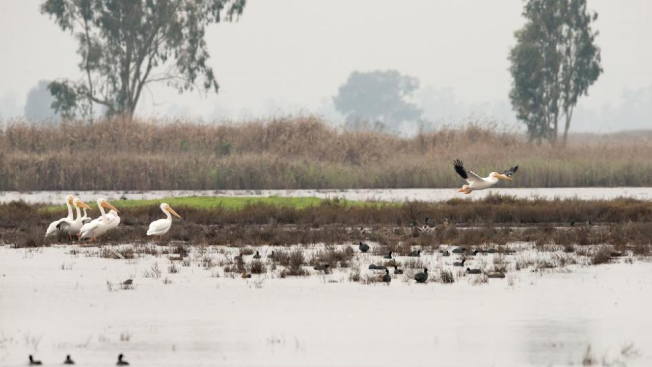 Pelicans forage at Suisun Marsh, which is part of the San Francisco Estuary. (Florence Low/California Department of Water Resources)