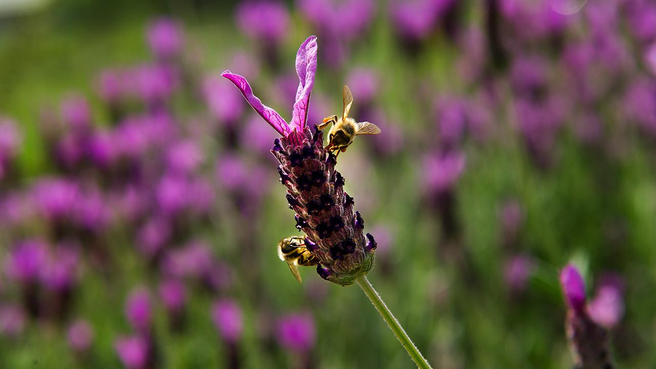 Two bees pollinate a lavender.