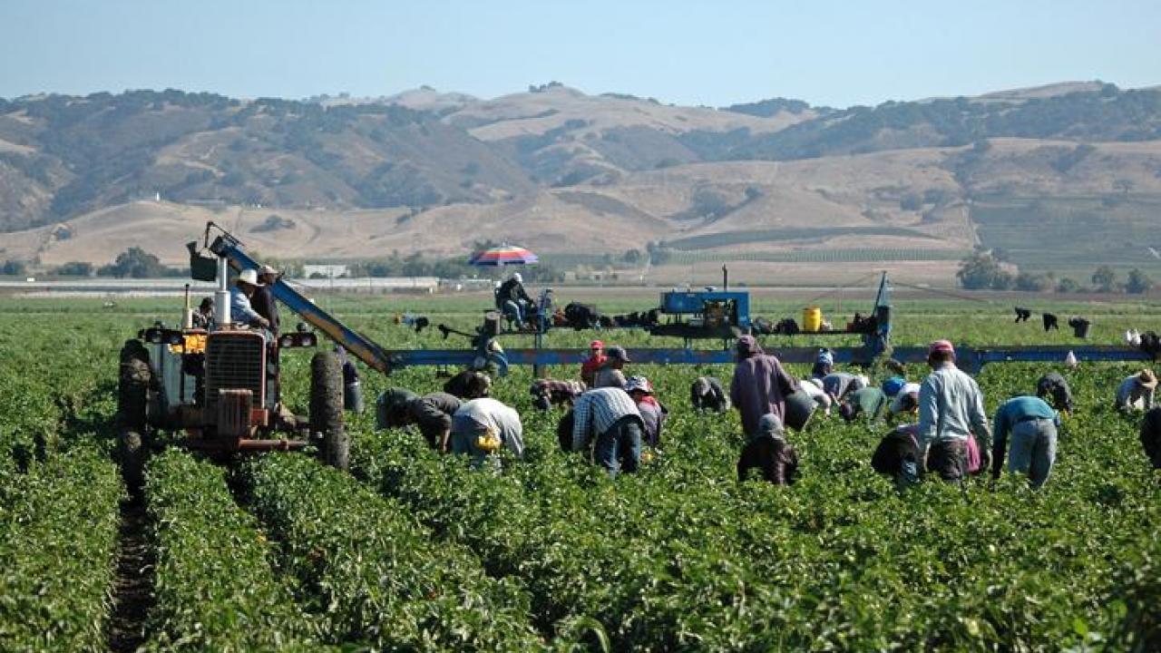 Farmworkers in an agricultural field.
