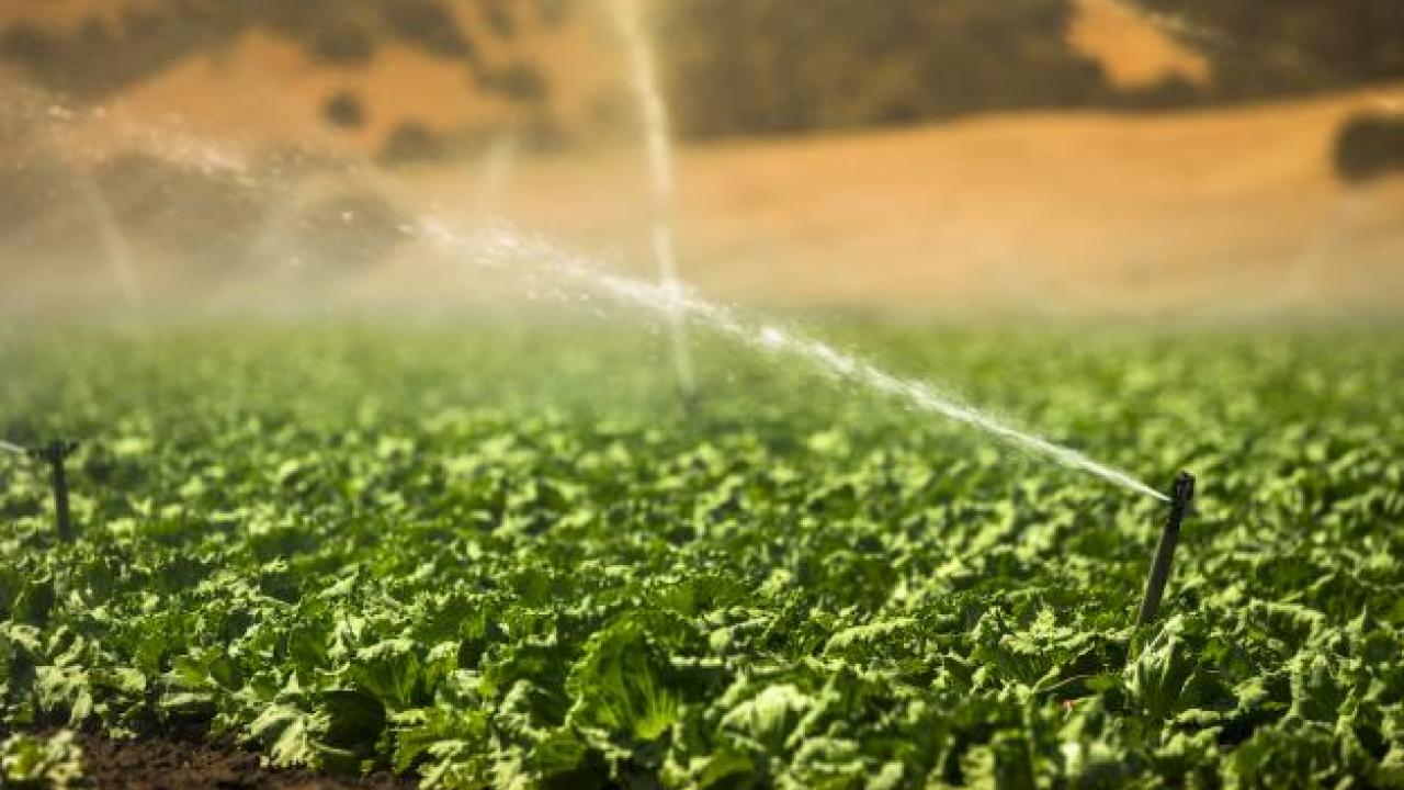 A field of greens is irrigated in California The ability to predict heat waves in the Central Valley could help better prepare and protect crops and people from the impacts. (Getty)