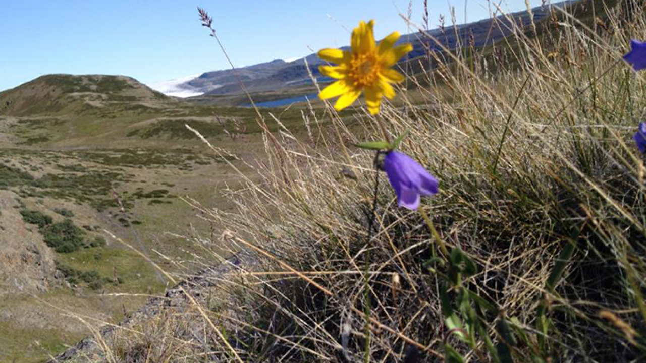 The annual timing of spring events is advancing rapidly for some plant species in Greenland. (Eric Post/UC Davis)