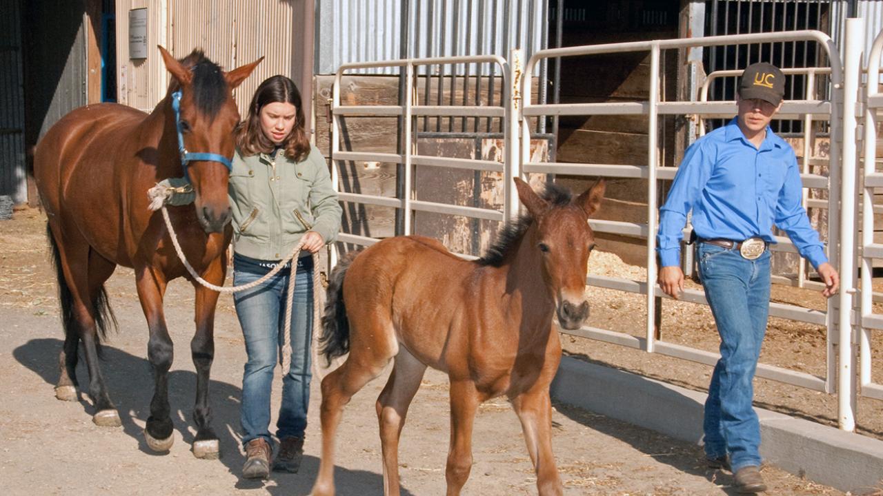 Joel Viloria (at right) watches Katie Berg, a foal manager for the UC Davis Horse Barn, walk two horses. Berg plans to help run her family’s equestrian boarding and riding facility following her graduation. (Photo: Robin DeRieux)