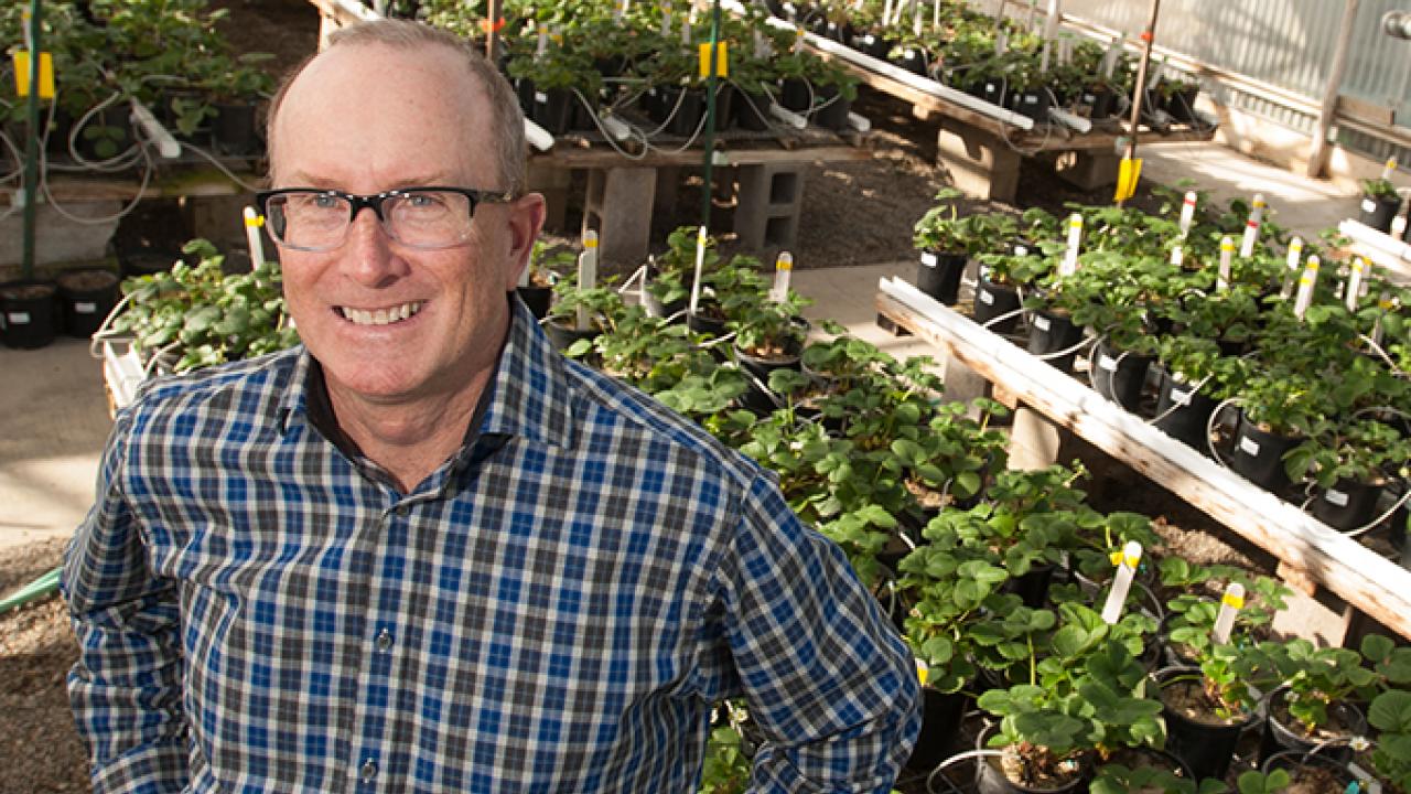 Professor Steve Knapp, director of the UC Davis Strawberry Breeding Program, and his team are using genetic and genomic experise to augment traditional breeding.