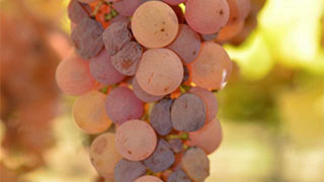 This cluster of naturally white-skinned grapes shows initial symptoms of &quot;noble rot&quot; infection, as the white grape berries turn pink. (Dario Cantu/UC Davis photo)