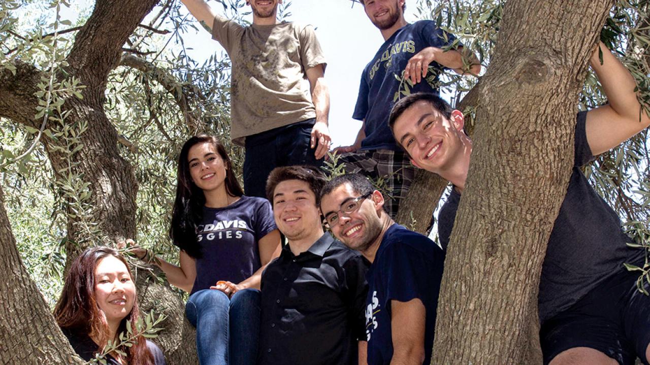 This team of bright UC Davis students won a major award and the praise of industry for a portable device that can quickly assess olive oil quality. (Photo courtesy James Lucas | UC Davis)