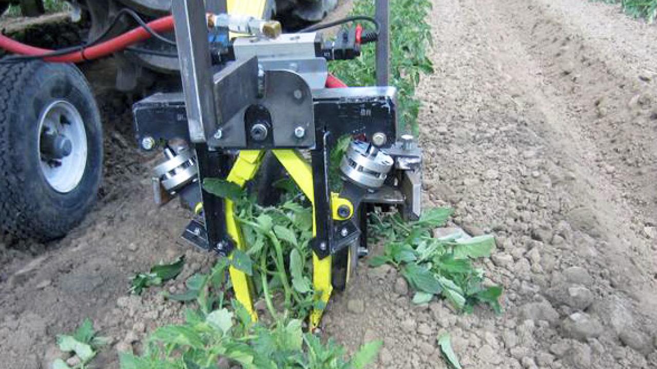 Robotic cultivators are engineered to uproot weeds in row crops such as these tomatoes. (Courtesy: David C. Slaughter | Biological and Ag. Engineering | UC Davis)