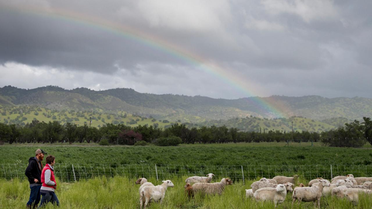 Sheep from Skyelark Ranch graze a field planted with a cover crop in Brooks, California. (Joe Proudman/UC Davis)