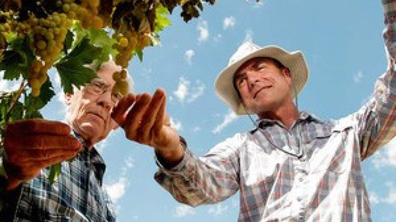 Cooperative Extension specialist Matthew Fidelibus (right) talks with grower Ron Brase about his grapes in Fresno, California. Brase has 40 acres of Selma Pete grapes that will become raisins. (Photo: UC Davis)