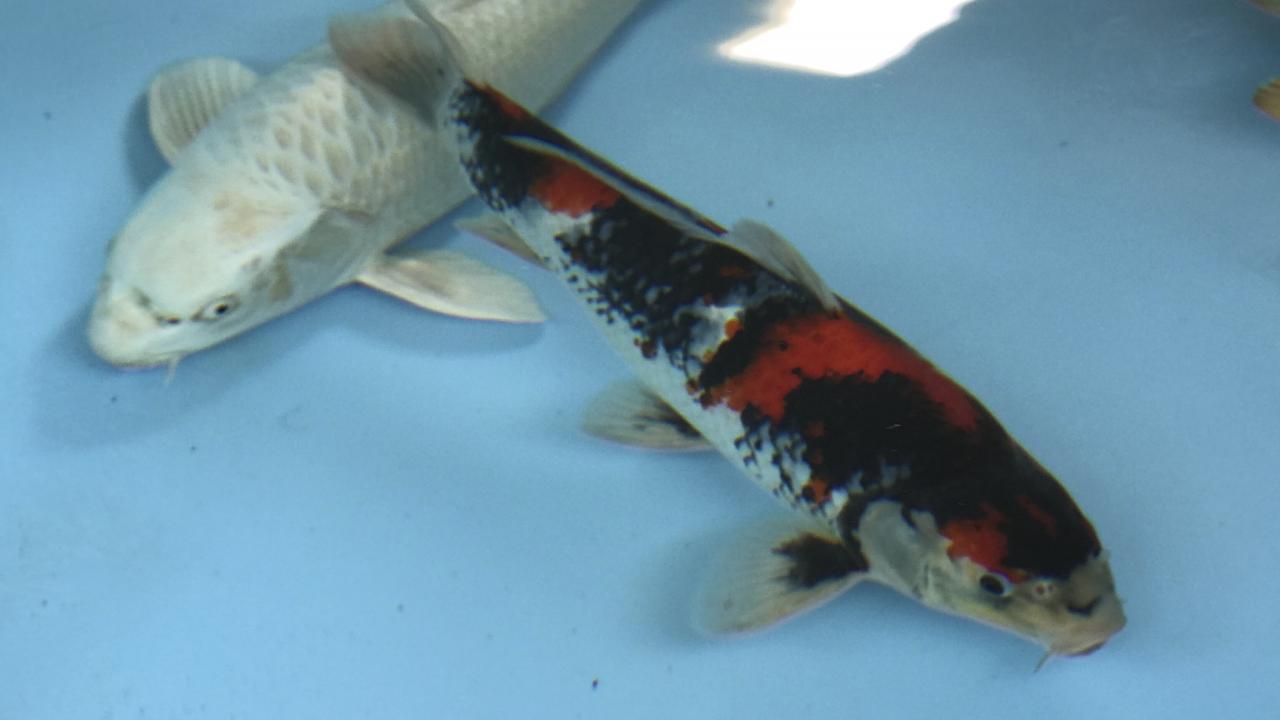 Rescued koi acclimate to temporary housing at the Center for Aquatic Biology and Aquaculture.