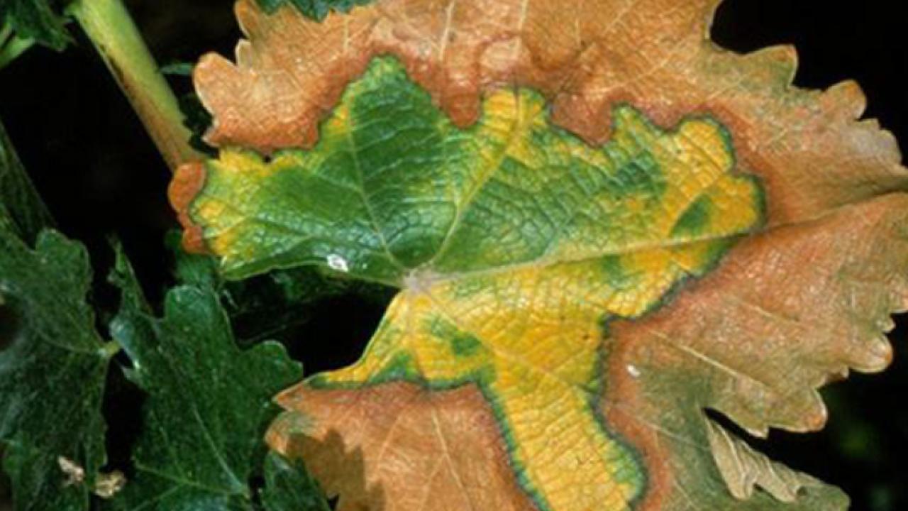 Symptoms of Pierce's disease on a grapevine leaf. (Jack Kelly Clark / UC ANR)