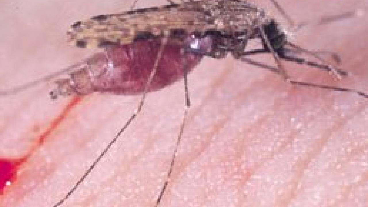 The study found that the African malaria mosquito Anopheles gambiae has significant exchange of genes between the two groups. (Anthony "Anton" Cornel/UC Davis photo)