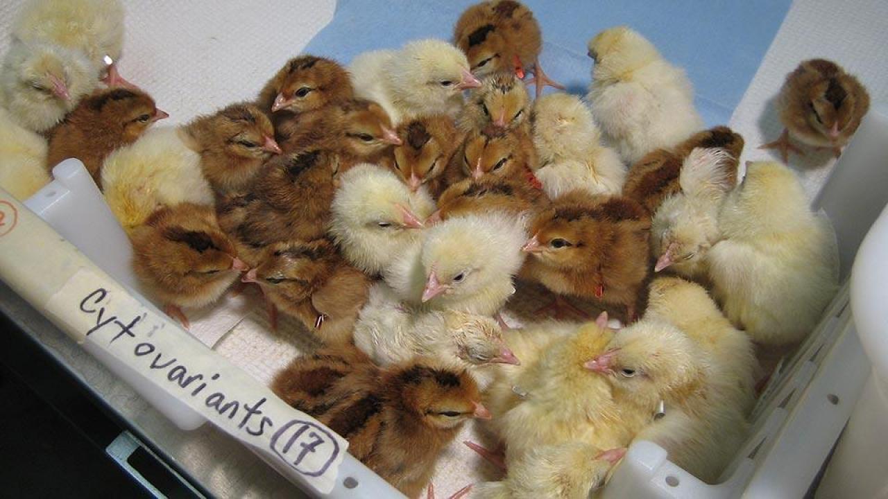 Chicks like these are commonly vaccinated for Marek’s disease while they are embryos still in the egg, providing protection against the deadly disease, which is found in all poultry environments. (Mary Delany/UC Davis)