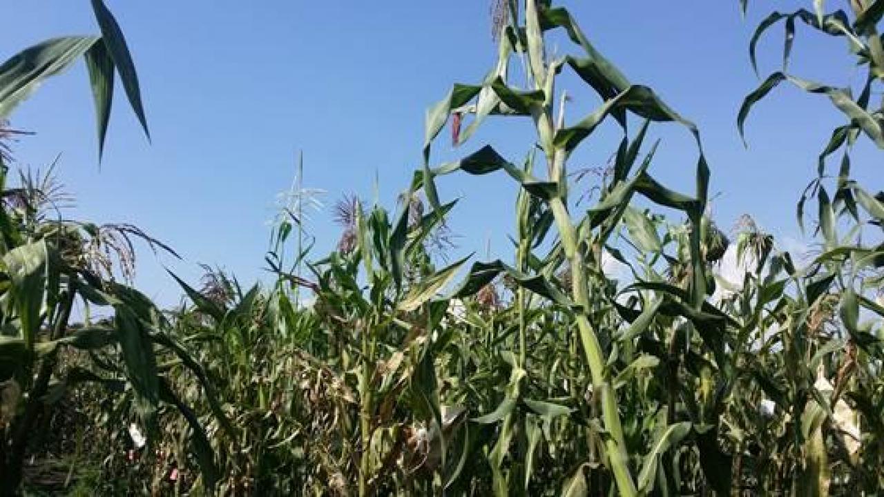 Maize growing at a highland field site in Toluca, Mexico. UC Davis researchers are studying how maize adapted to different environments. The new knowledge could aid in breeding crops resistant to climate change. Photo: Rocio Aguilar