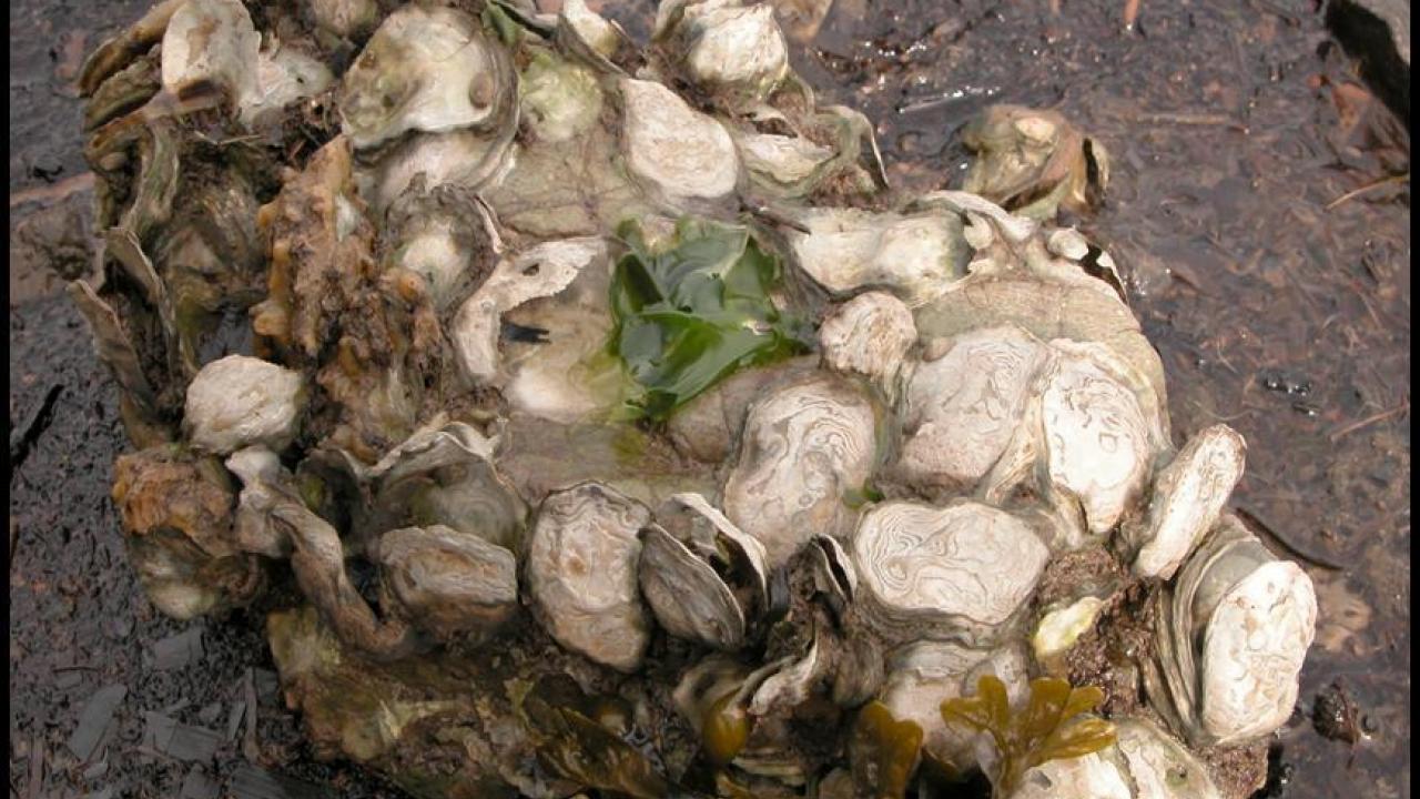 A boulder of native oysters near Tomales Bay, California (UC Davis)