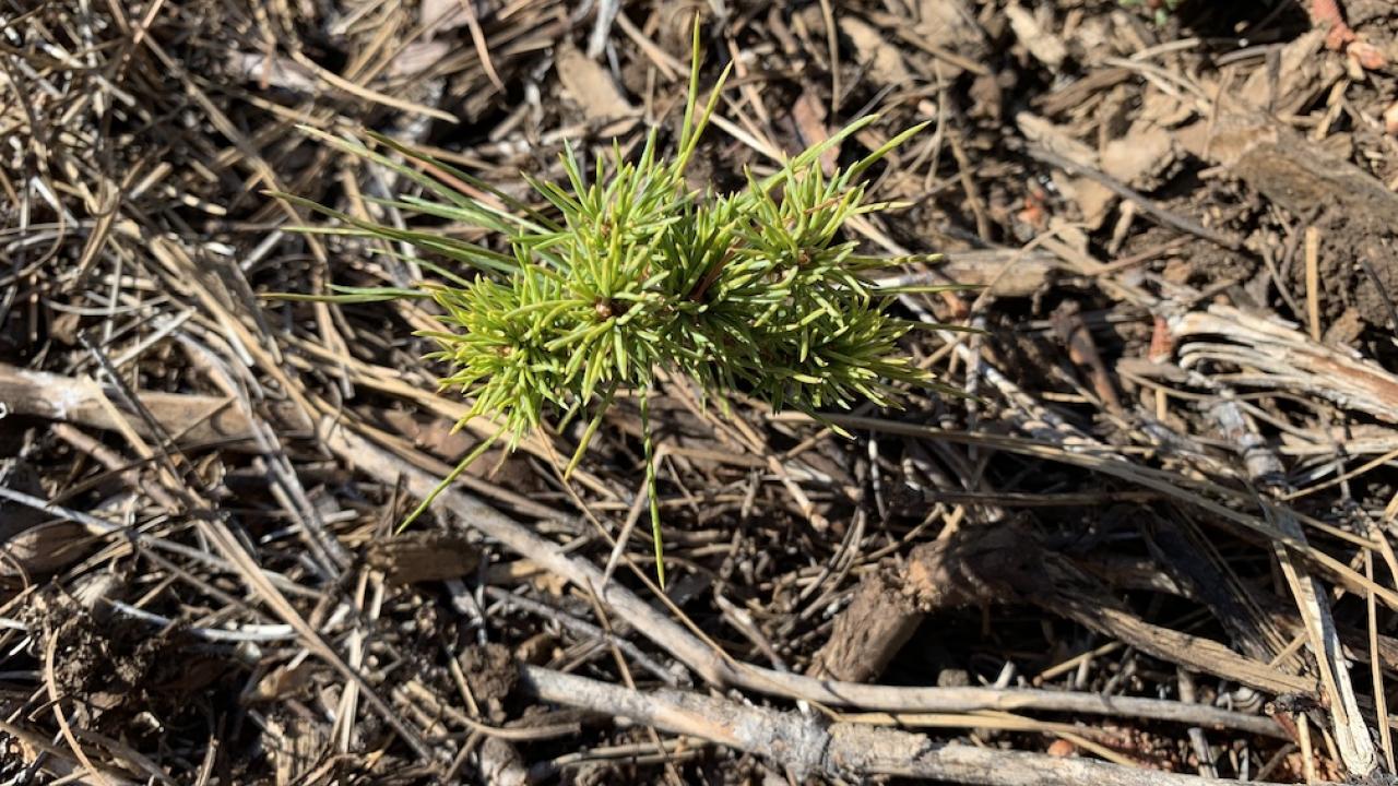 The mother tree of this sugar pine seedling withstood years of drought and bark beetle outbreaks, suggesting resiliency to such threats. Scientists hope that resiliency was passed along to the seedlings. (Kat Kerlin, UC Davis) 