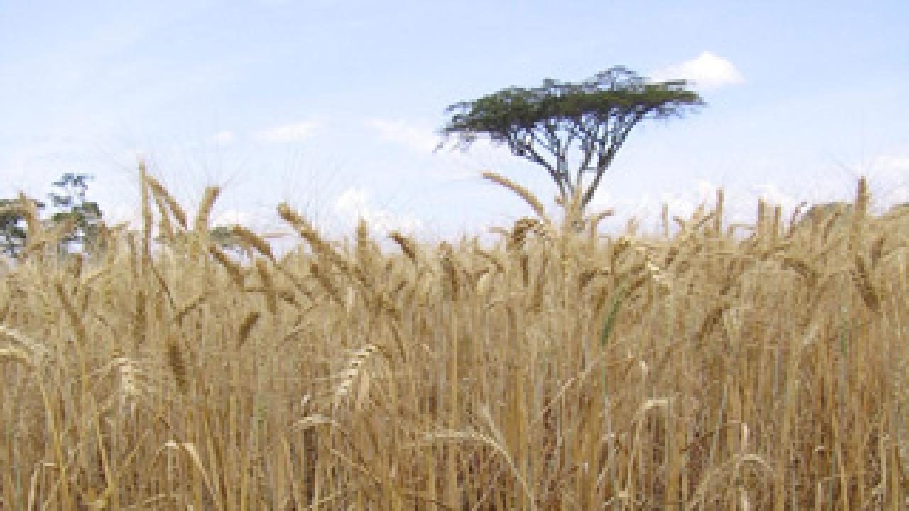 This wheat field in Njoro Africa is damaged by stem rust. (Matt Rouse photo)