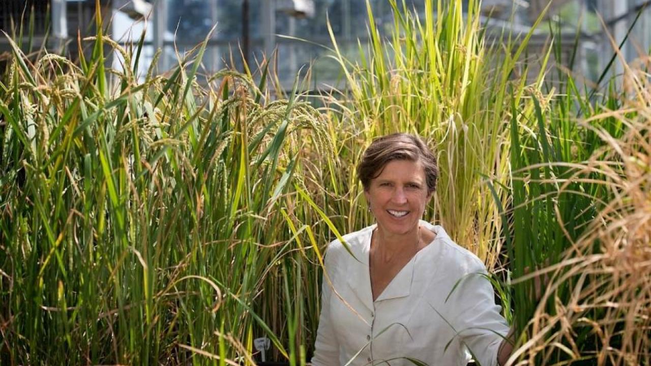 Pam Ronald, distinguished professor in the Department of Plant Pathology and Genome Center, is known for her engineering of flood tolerant rice.