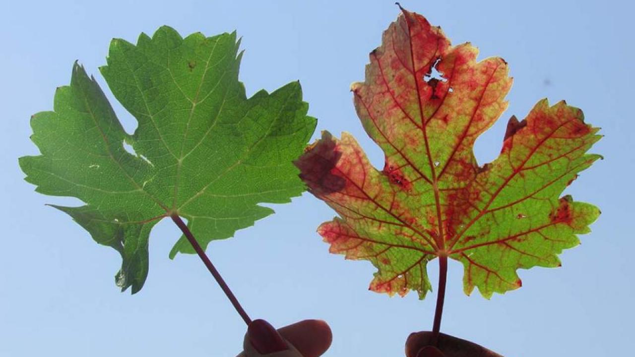 Grapevine red blotch disease, as shown on the leaf above on the right, can have a significant impact on wine quality. (Raul Girardello/UC Davis)
