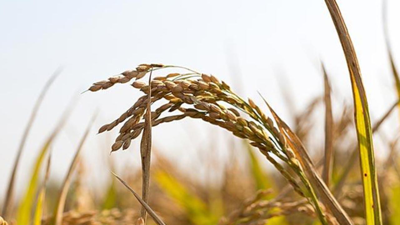China’s Shrinking Rice Yield | College of Agricultural and ...