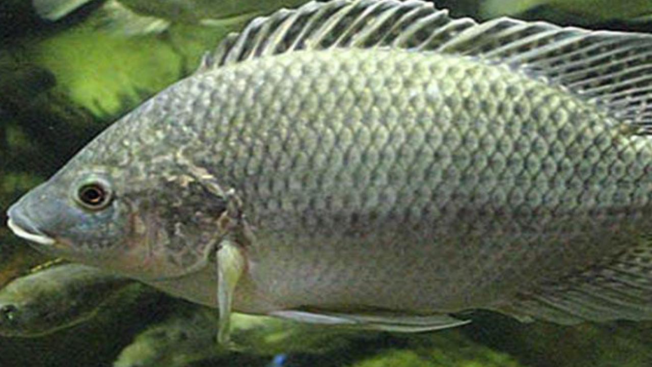 Studying Mozambique tilapia, the researchers found that short DNA segments enhance expression of genes that regulate the fish's internal body chemistry in response to salinity stress. (Photo by Greg Hume/Creative Commons)