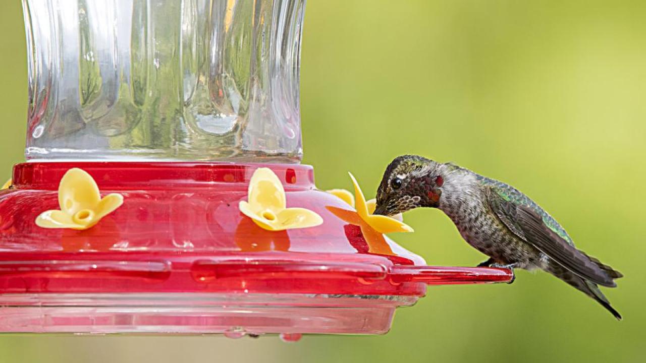 An Anna’s hummingbird sips sugar water from a feeder. (Scott Logan/Wild Wings Ecology)