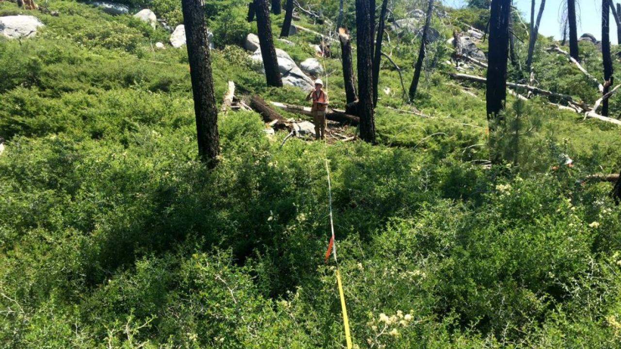 UC Davis’ Clark Richter investigates plant diversity within a transect line of a Sierra Nevada forest affected by drought and wildfire. (Clark Richter/UC Davis)