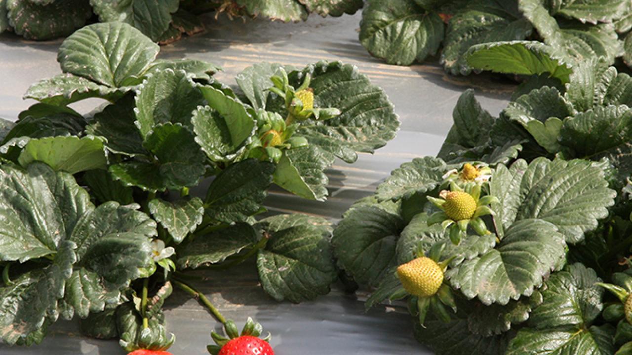 A federal jury has ruled in favor of the University of California in its lawsuit with two former UC Davis strawberry breeders and the private breeding company they created with UC-owned plants. (UC Davis)