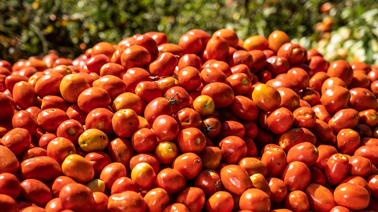 Tomatoes in a pile