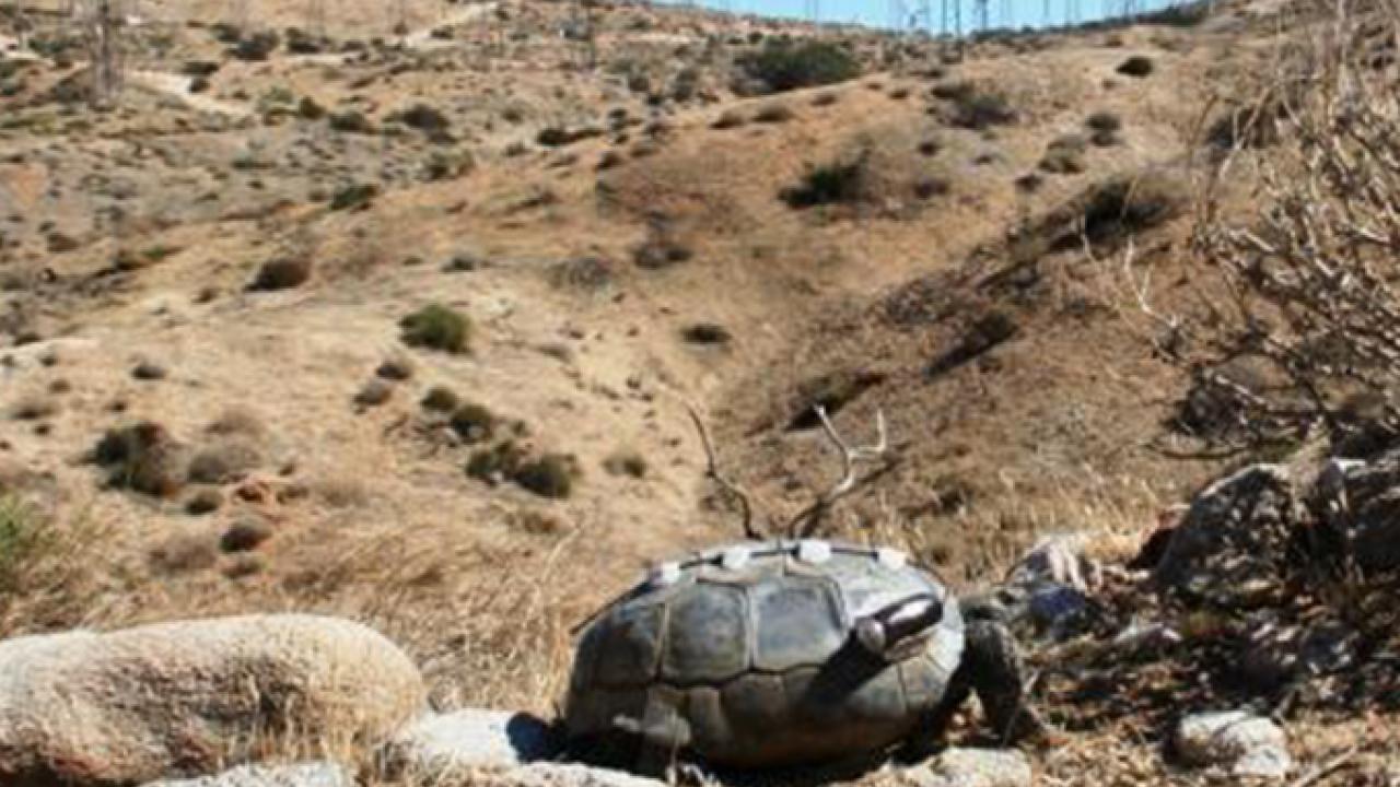 A Windfall for Desert Tortoises College of Agricultural and