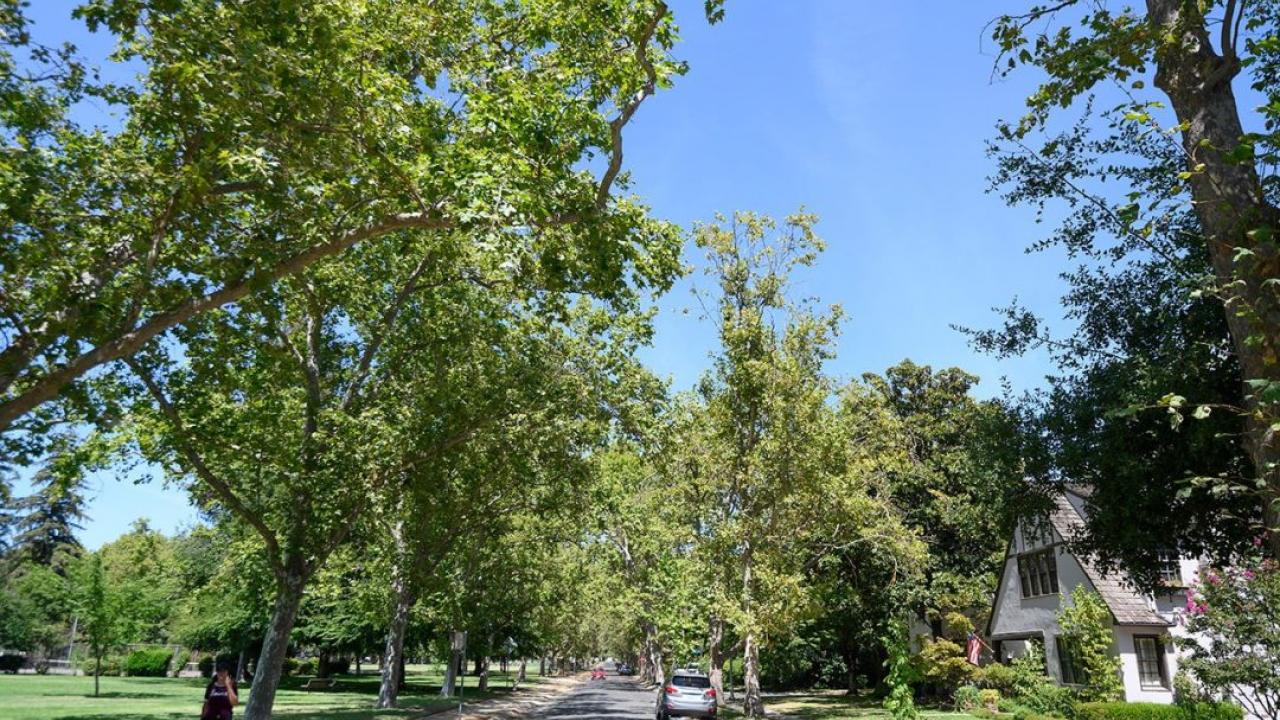 A shady lane by Sacramento’s Land Park is in stark contrast to streets in more disadvantaged communities just a few blocks away. (Gregory Urquiaga/UC Davis)