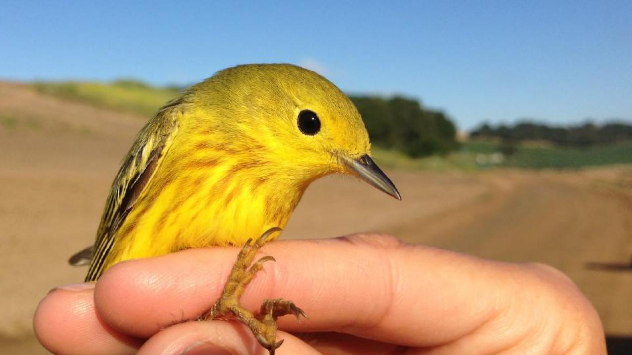  yellow warbler is held by a researcher. A study shows natural habitat around farms can mute the effects of birds on crops. (Daniel Karp/UC Davis)