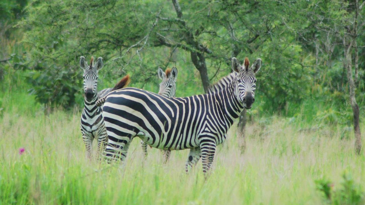 UC Davis scientists have learned why zebras, like these plains zebra in Katavi National Park, Tanzania, have stripes. (photo: Tim Caro/UC Davis)