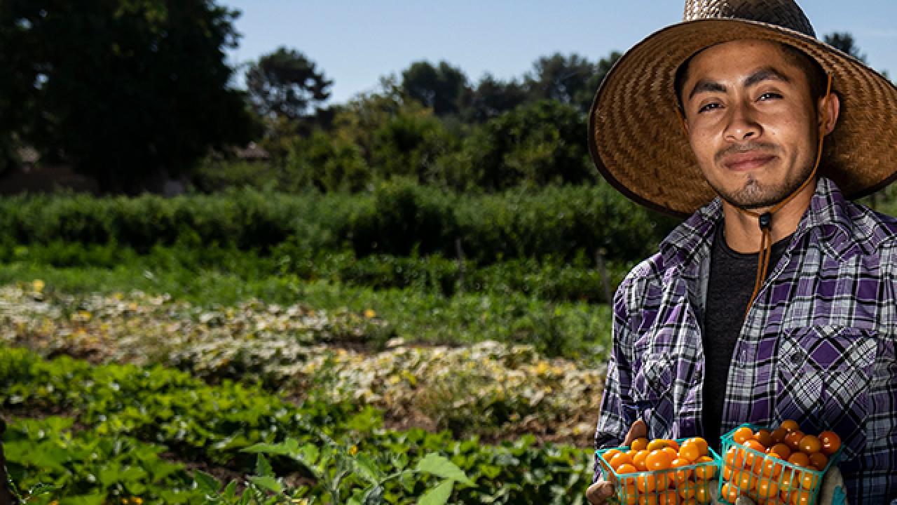 A student harvests vegetables at the UC Davis Student Farm.