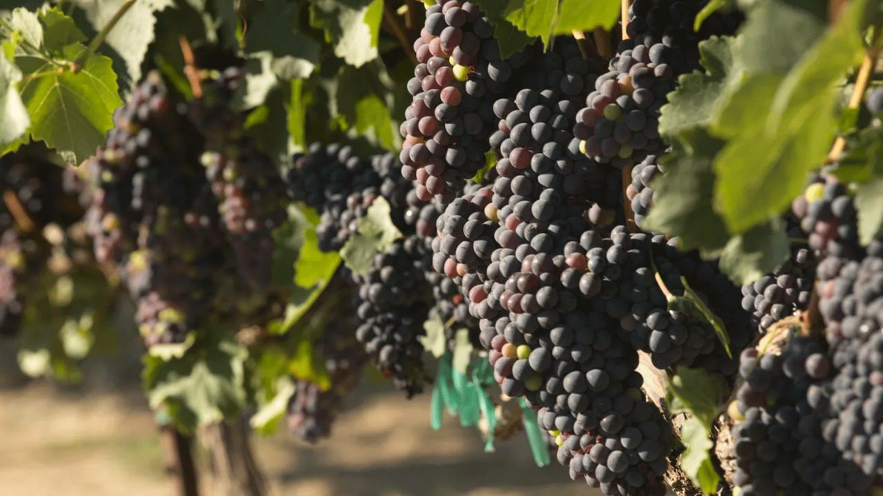 Wine grapes shown growing at the vineyard near the Robert Mondavi Institute of Food and Wine at UC Davis. (Greg Urquiaga/UC Davis)