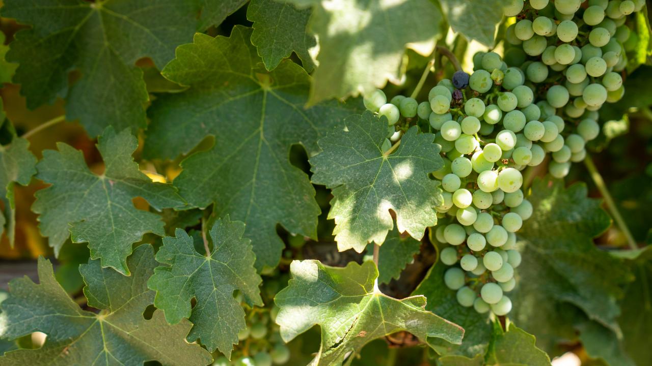 Wine grapes growing in Merced, California.