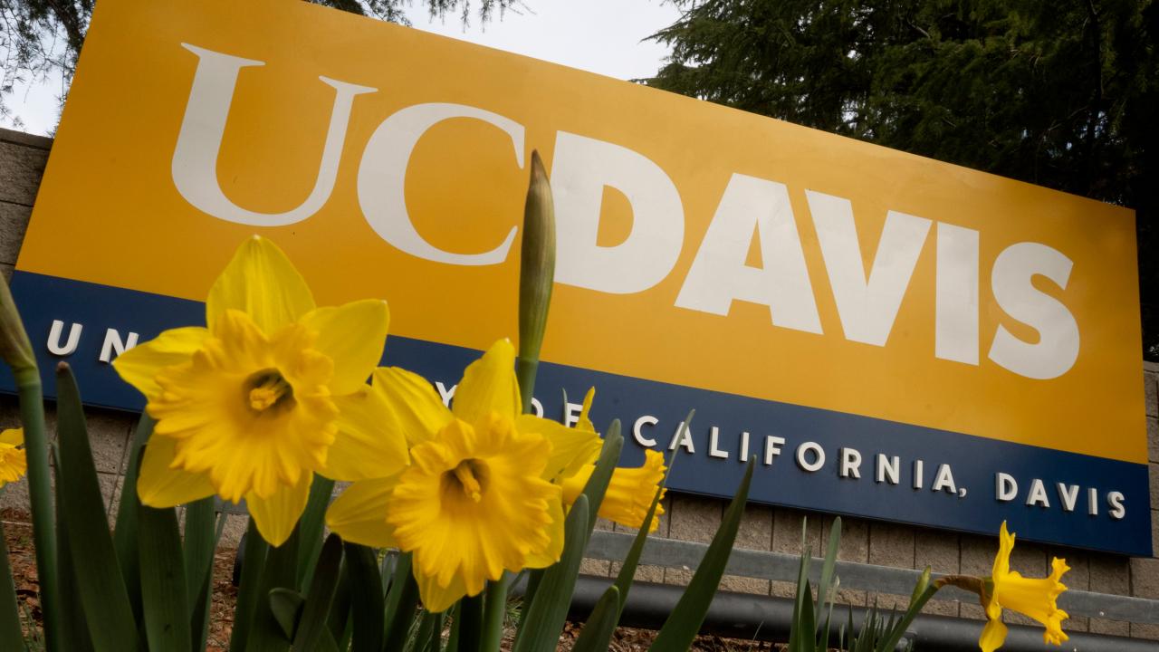 Daffodils are breaking through the soil for spring around the Old Davis Road UC Davis sign on February 16, 2021. 