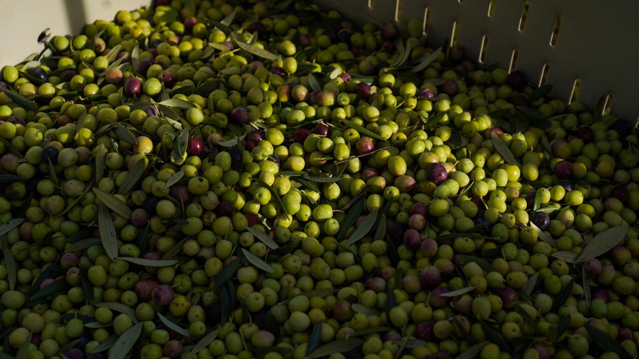 Olive harvest at Wolfskill Experimental Orchard in Winters, CA on November 5, 2021. The olives will be used in various products available to the consumer at the UC Davis Olive Center.