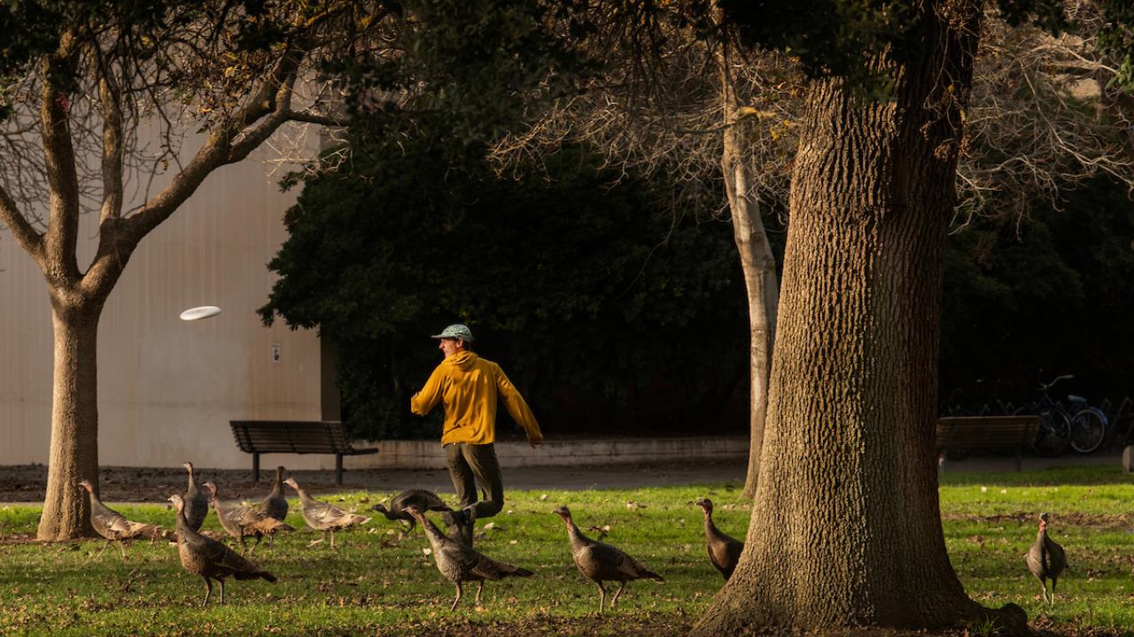 A person plays Frisbee while surrounded by turkey on the UC Davis campus.