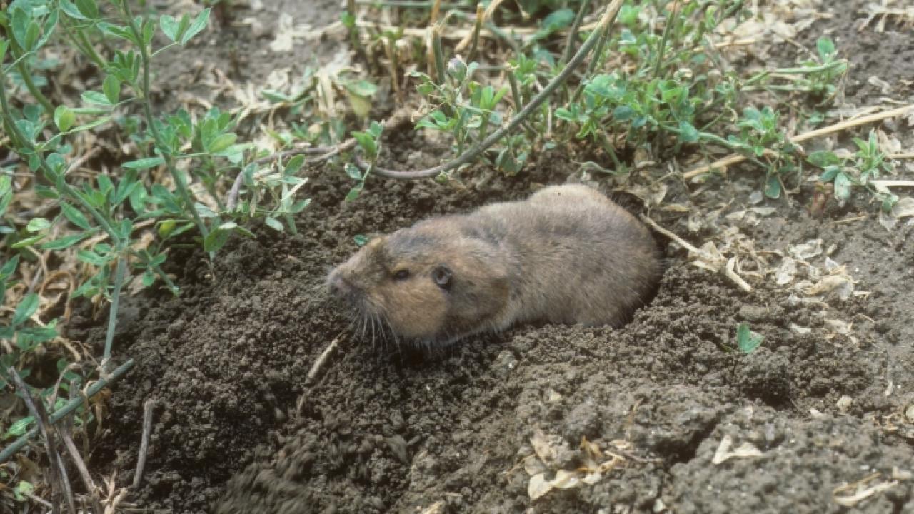A pocket gopher emerges from a burrow. The holes and mounds created by burrowing rodents pose hazards to farmworkers and farm machinery. (Courtesy Photo)