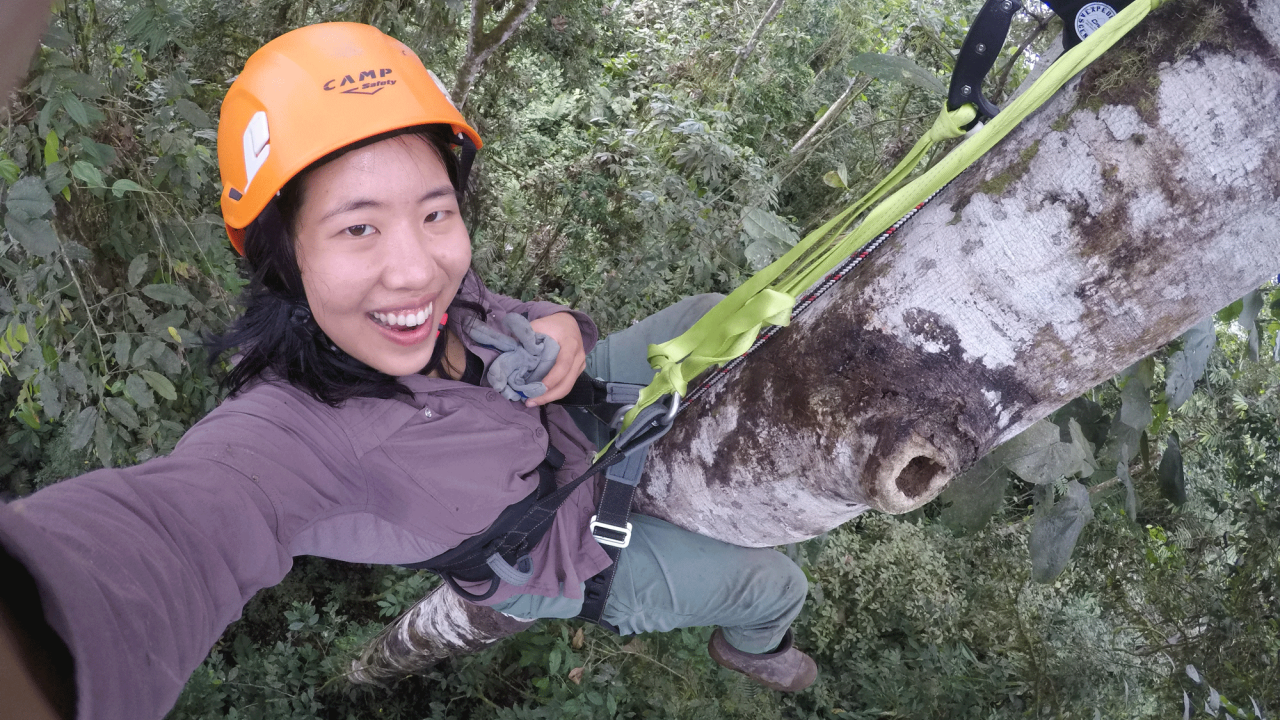 Alison Ke from high up in a tree in Ecuador. (Alison Ke /UC Davis)